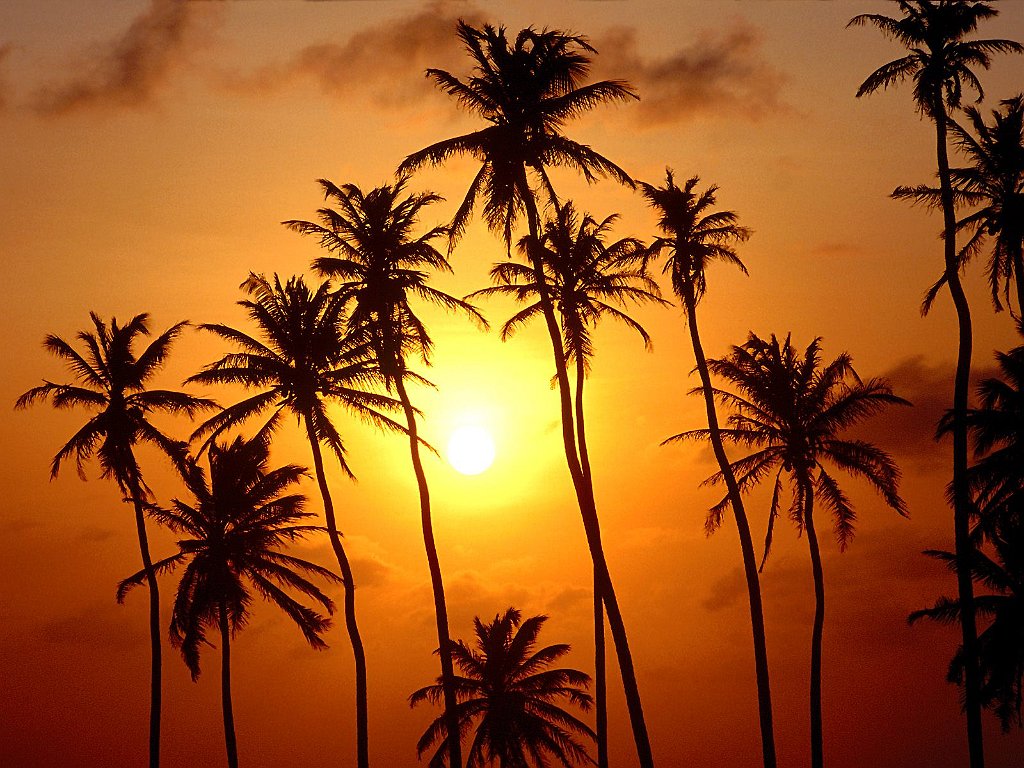 Palm Paradise, Jericoacoara, Brazil